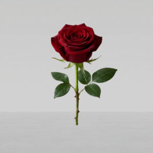 ⁠1 rosa